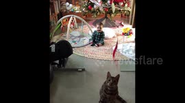 Bengal cat entertains her little brother while playing with toy