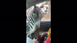 I'll take this! Hangry zebra snatches whole bucket of food from US zoo visitor