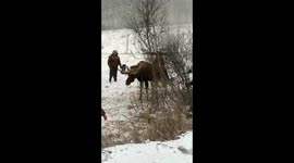 Russian police officer and motorists team up to free distressed elk trapped in wire