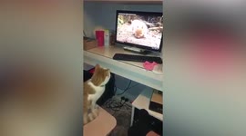 Hilarious moment cat launches himself at screen showing squirrel