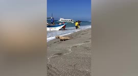 Silly dog draws on sand by dragging hind legs 'to attract tourists' in the Philippines