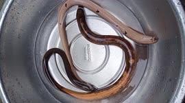 Vietnamese farmer caught two rare white and yellow eels