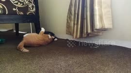 I'm Super Hero, I'm Spidercat not Spiderman