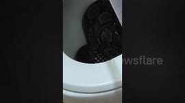 Wild python emerges from blocked toilet in Thailand