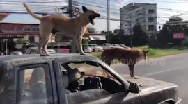 Two reliable pet dogs stand on moving pickup truck to guard cows