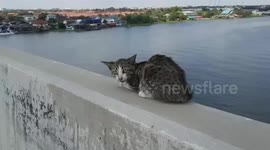 Elusive stray kitten flees police trying to save it on busy bridge in Thailand