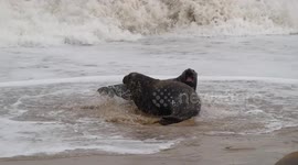 Seals fighting at the waters edge on Beach in Norfolk amid  Breeding season