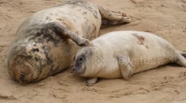 A Norfolk Seal Mum  Comforts and Scratches her seal pup on the beach