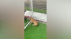 Hapless dog rescued after found with its stuck in football net in Thailand