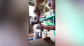Well-behaved Shih Tzu stands on hind legs while getting a trim