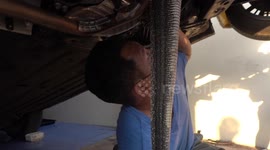 Monitor lizard rescued after getting trapped under car engine while trying to hide