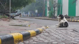 Dogs and birds take over key roads in Delhi, India due to lockdown