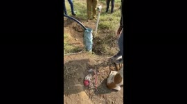 Watch - More video - Newly born 3 puppies rescued from borewell , bothered mother dog lookout entire rescue operation there for 5-6 hours