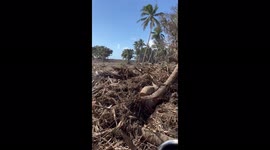 Uprooted trees and destroyed homes after Tonga's volcanic eruption and tsunami