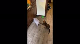 Cat hilariously distracts dog from meal, dog doesn't like it