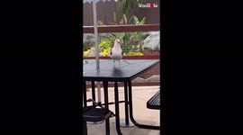 'I'm something of a circus artist myself': Seagull catches french fry in its mouth