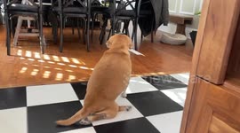 Cutie pie dog carries already-eaten bed to plate for further 