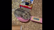 temp