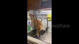 Funny cat tries to drink water from the sink