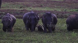 Herd of elephants playfully splash water on each other in Sri Lanka