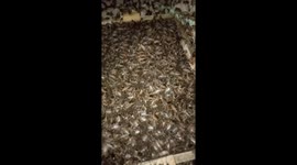 Vietnamese man raising tens of thousands of crickets on the farm