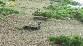 These Adorable Baby Sea Turtles Start a New Life