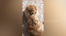 Cute pet Pomeranian dogs fight for plastic toothbrush