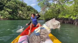 Pet cat enjoys riding on kayak with owner on holiday