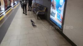Clever Pigeons Take The Tube