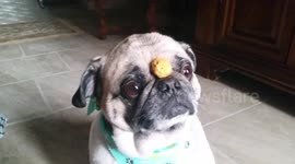 More Pug Patience