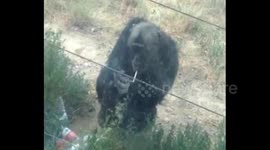 Chimp smokes cigarette in zoo
