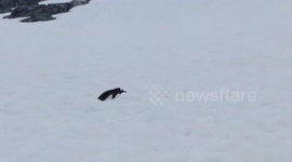 Penguin can't walk properly