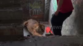 Tiger on the loose in Detroit building