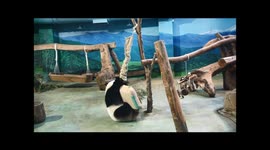 The Baby Panda Yuan-Zai playing the toy