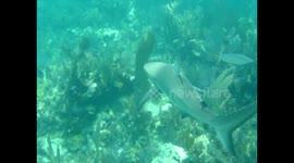 Shark filmed while snorkeling in Key Largo Florida