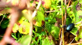 A oil beetle hotspot on the South Devon coast
