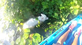 Kayaker saves drowning dog in US