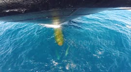 Three Dolphins Playing With My Ship (GoPro)
