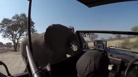 Scary moment elephant attacks safari truck in Zimbabwe