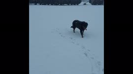 Freezing snowy morning dog walk with Robyn the Rottweiler, enjoying creating the first footsteps in the snow in Warwickshire