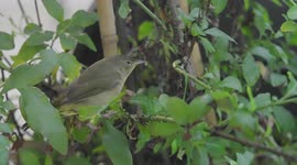 Tired small bird is sleeping on green bush brunch at morning