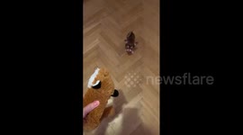 From Puppy to Adult Dog - Part 2