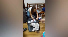 Pet dog sits on owner's suitcase to keep her from leaving