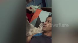 Funny pet dog sleeps with legs straight up in the air