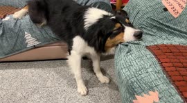 Dozy pet dog sleeps in strange position between two sofas in Taiwan