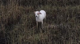 Lost dog rescued from mudflats after being lured back to safety by a sausage attached to a drone