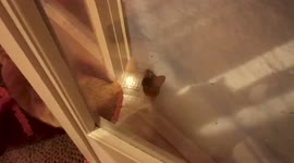 Cat discovers snow for the first time and says a big no-no!