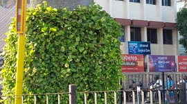 Gardens sprout on concrete pillars and walls  in South India
