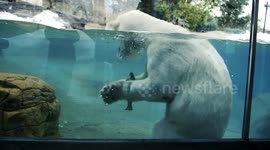 Polar bears hunt fish in the zoo with ferocity
