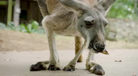 Adorable old kangaroo gets a helpful visit from a chiropractor